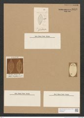 Diatomeae indet. Zeichnungen Sammlung Grunow Nr. 2473 (NHMW-BOT-W0369650)